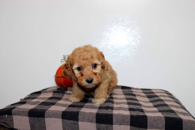 puppy, for, sale, Mini Golden Doodle F2B, Matthew B. Stoltzfus, dog, breeder, Gap, PA, dog-breeder, puppy-for-sale, forsale, nearby, find, puppyfind, locator, puppylocator, aca